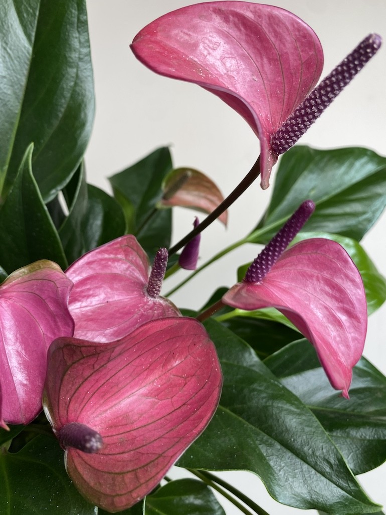 Walentynkowe Anthurium Fioletowe