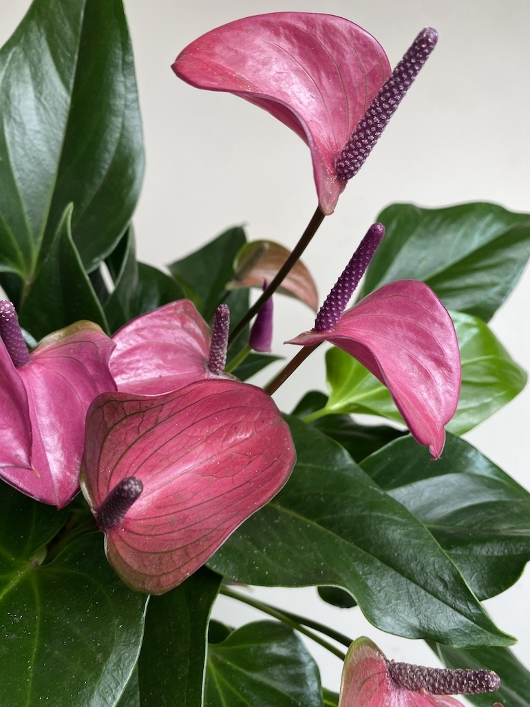 Walentynkowe Anthurium Fioletowe