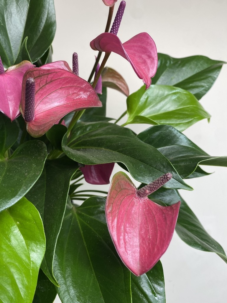Walentynkowe Anthurium Fioletowe