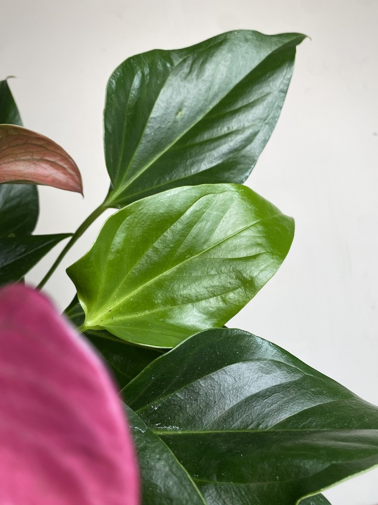 Walentynkowe Anthurium Fioletowe