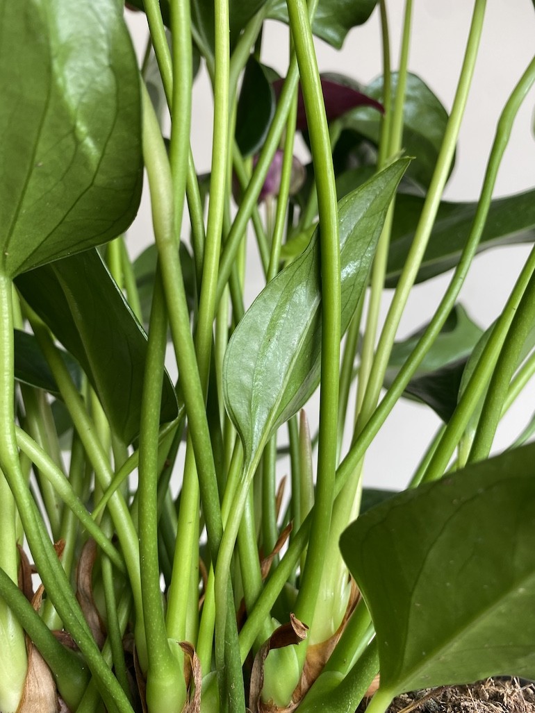 Walentynkowe Anthurium Fioletowe