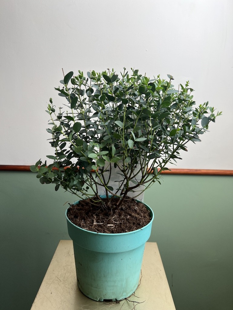 EUKALIPTUS GUMOWY-EUCALYPTUS PARVULA