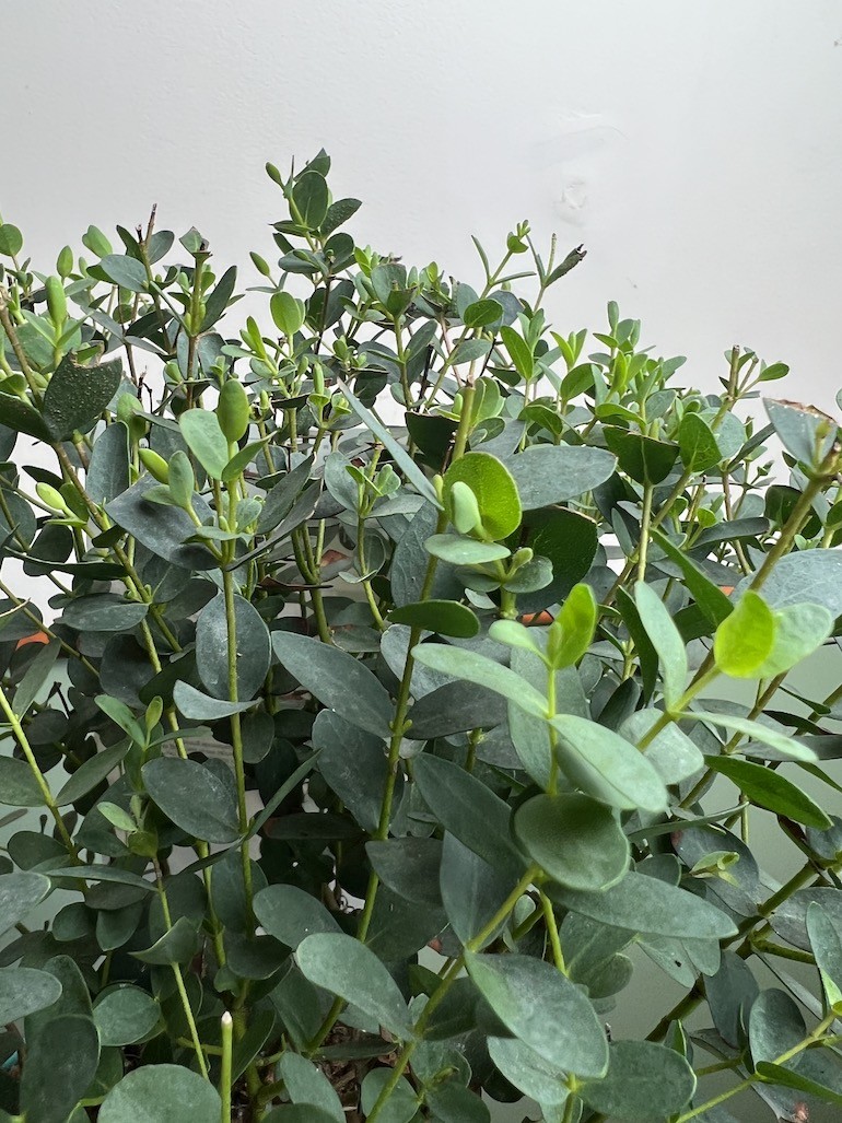 EUKALIPTUS GUMOWY-EUCALYPTUS PARVULA