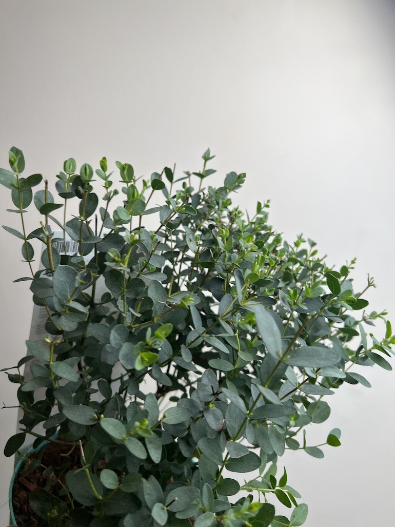 EUKALIPTUS GUMOWY-EUCALYPTUS PARVULA