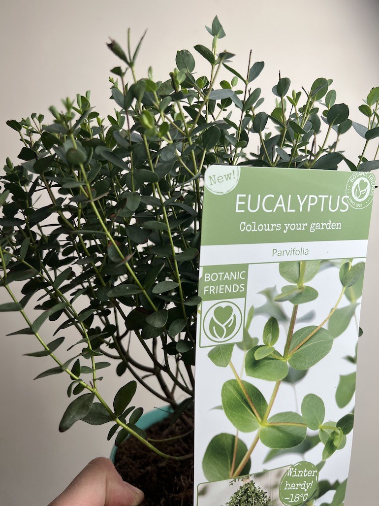 EUKALIPTUS GUMOWY-EUCALYPTUS PARVULA