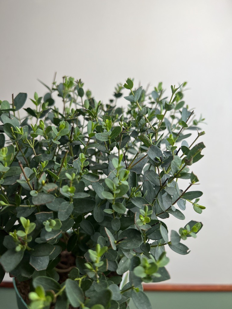 EUKALIPTUS GUMOWY-EUCALYPTUS PARVULA