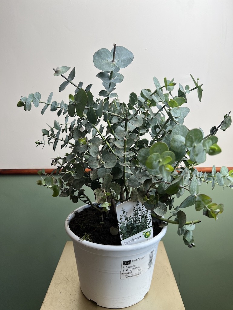 Eukaliptus Cinerea