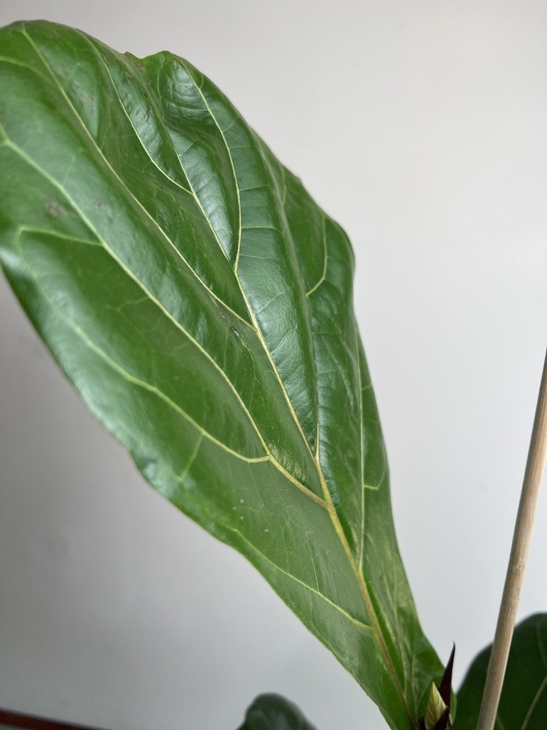Ficus lyrata Dębolistny