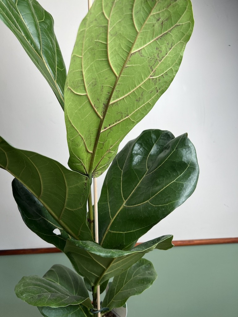 Ficus lyrata Dębolistny