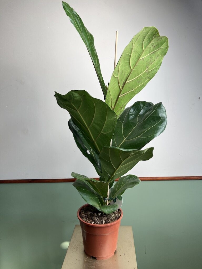 Ficus lyrata Dębolistny