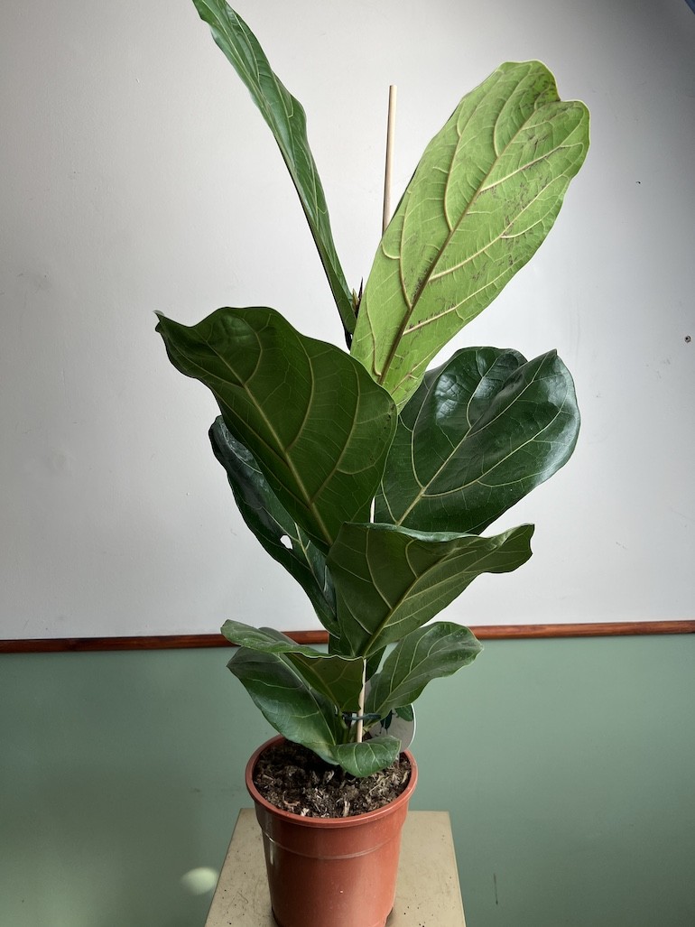 Ficus lyrata Dębolistny