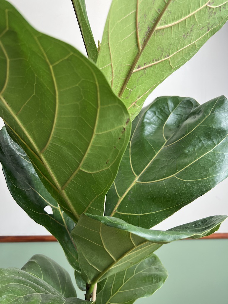 Ficus lyrata Dębolistny