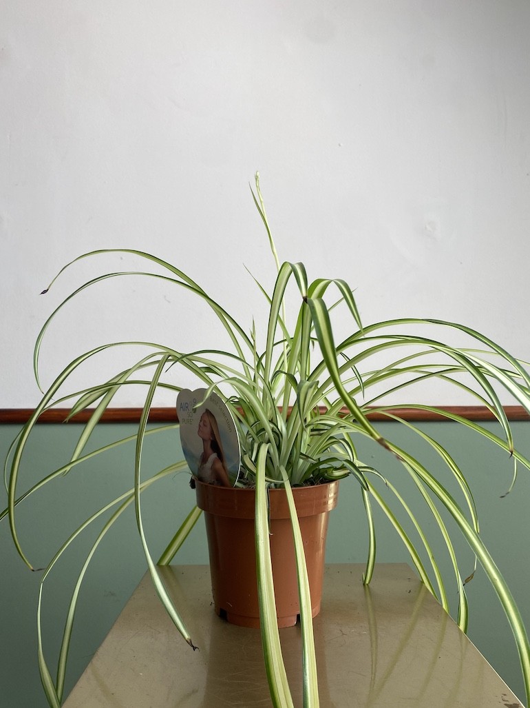 Chlorophytum Atlantic