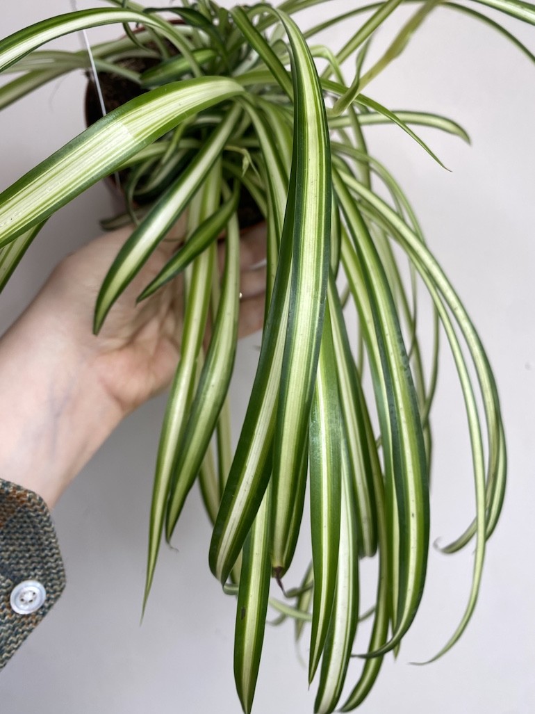 Chlorophytum Atlantic