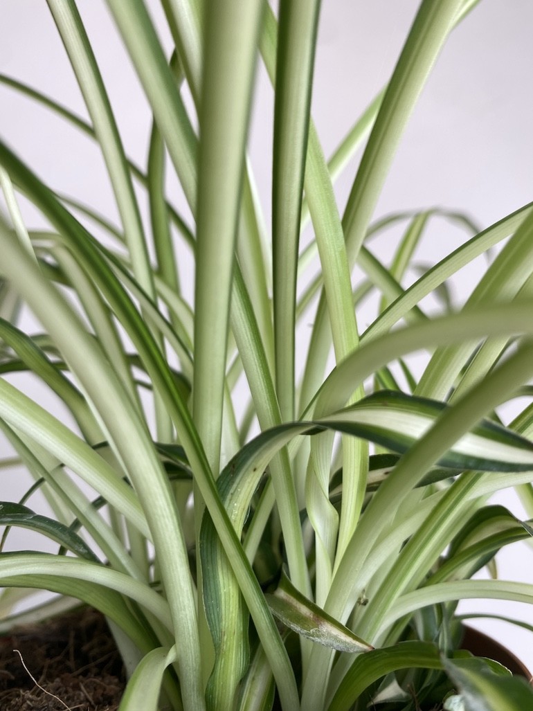 Chlorophytum Atlantic