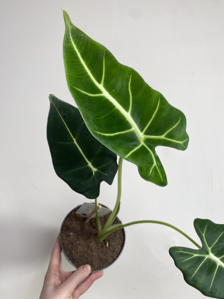 Alocasia micholitziana Frydek
