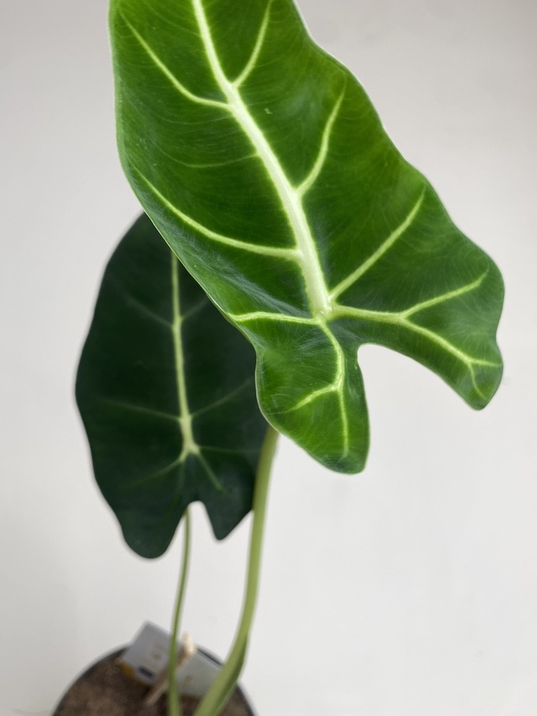 Alocasia micholitziana Frydek