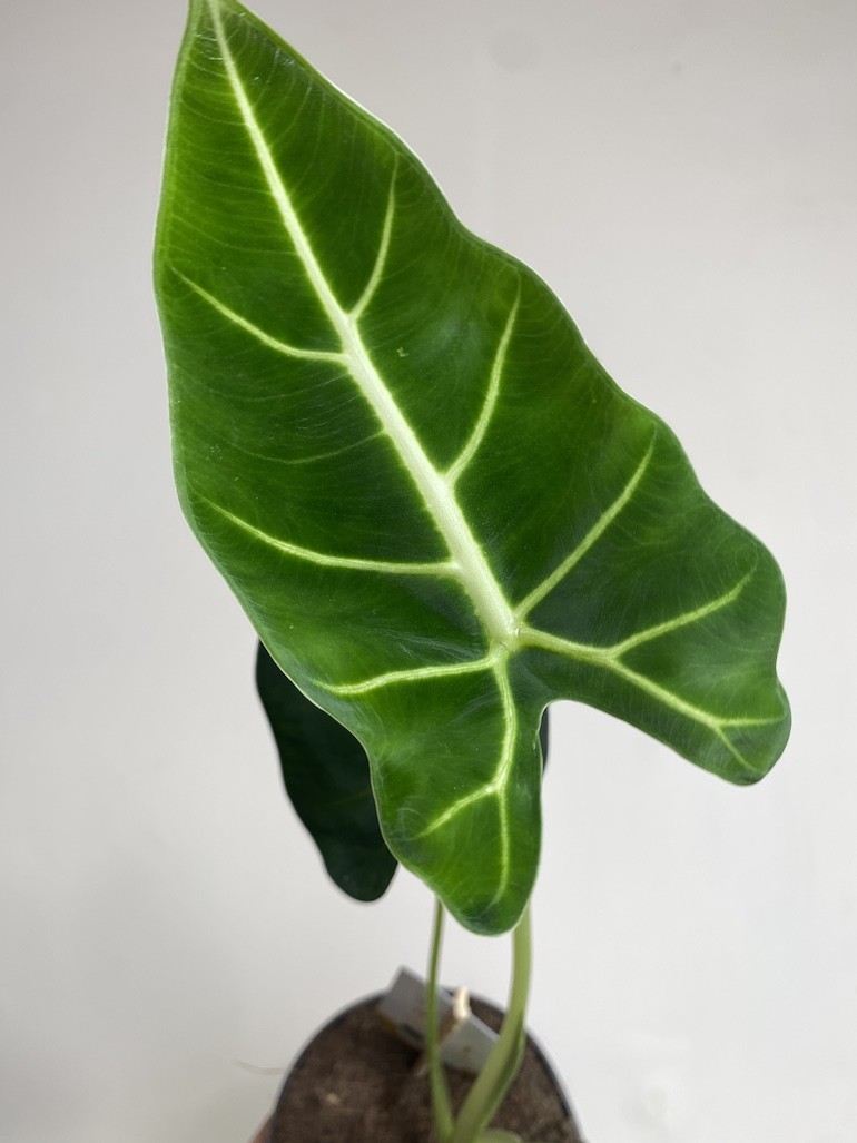 Alocasia micholitziana Frydek
