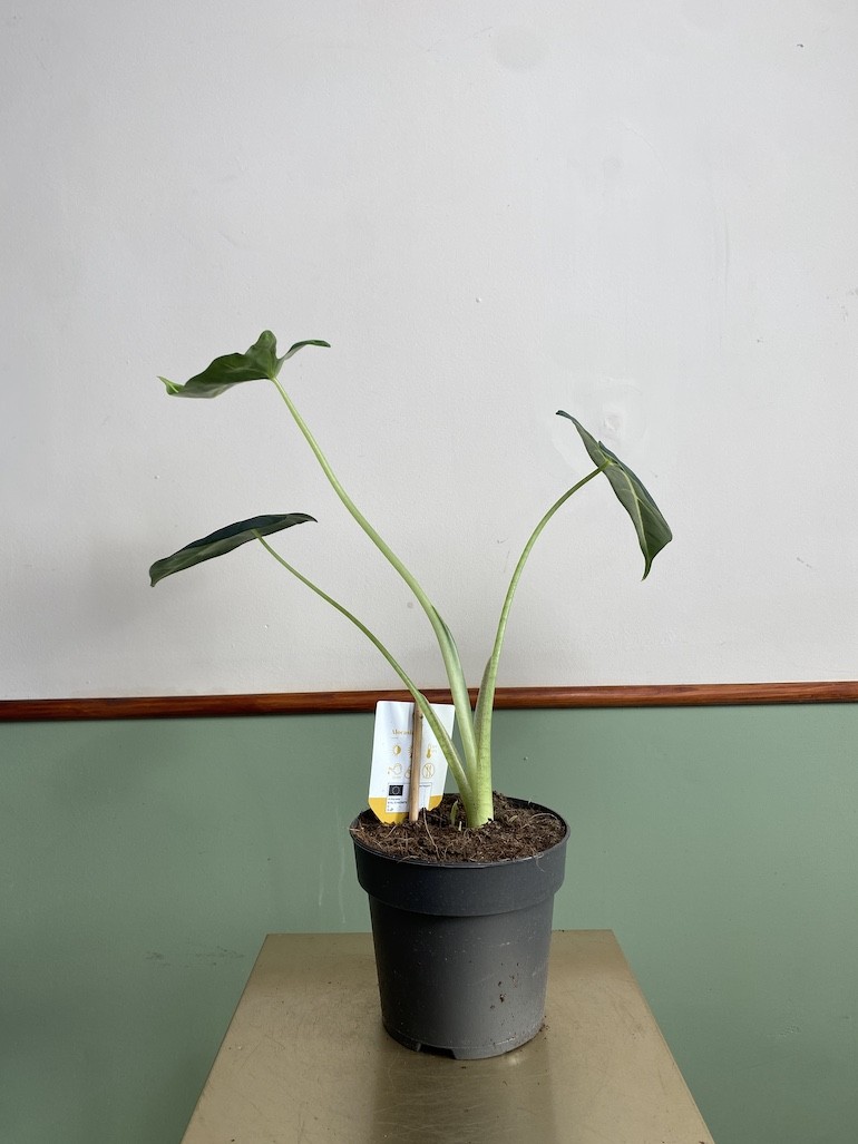 Alocasia micholitziana Frydek