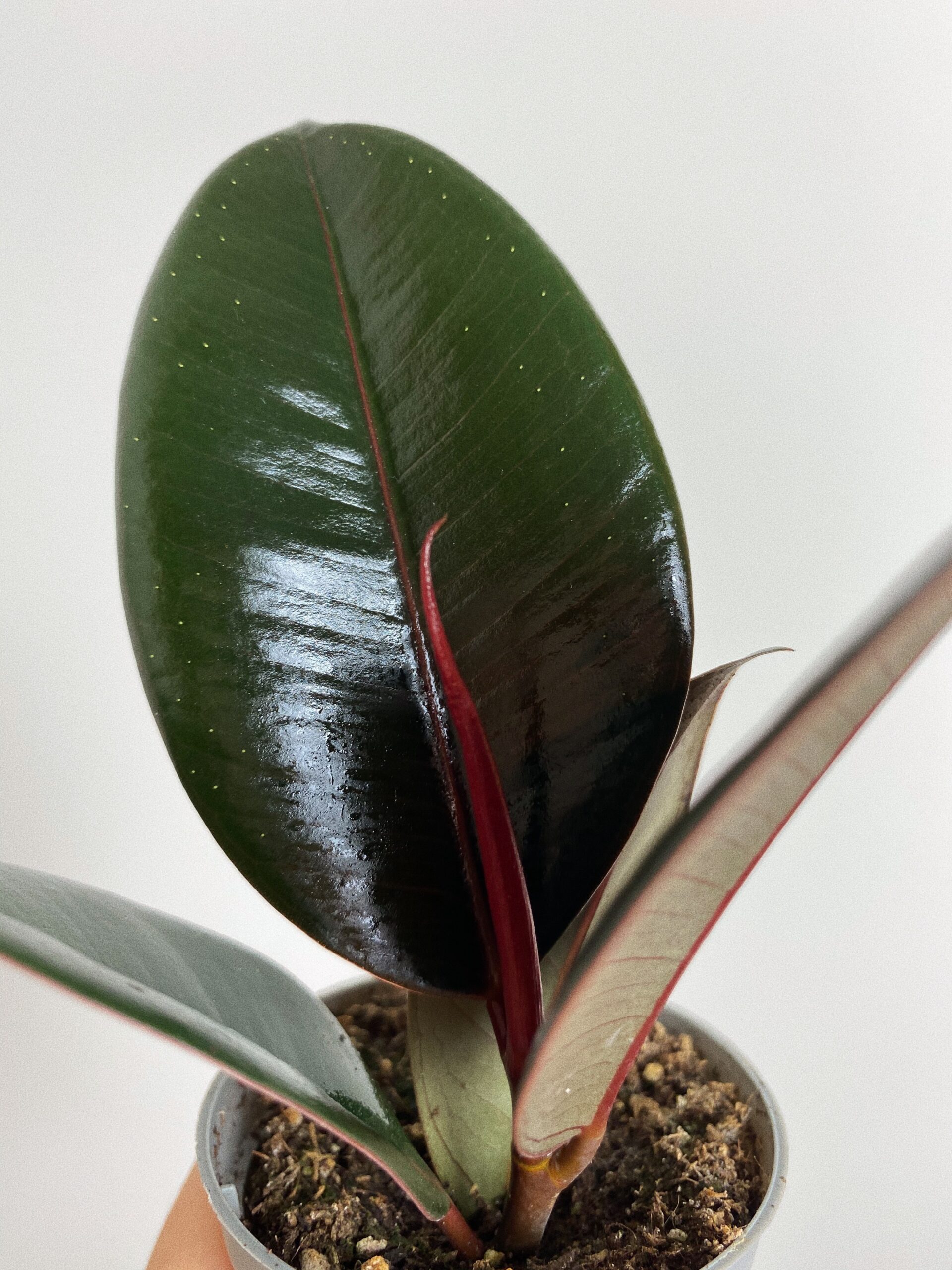 Ficus Robusta