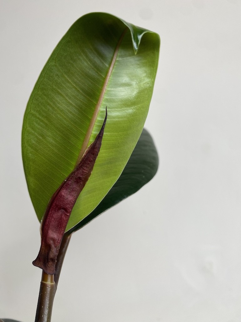 Ficus Robusta