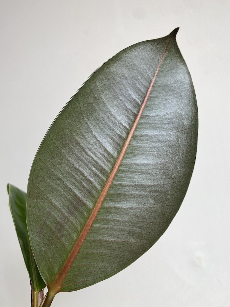 Ficus Robusta