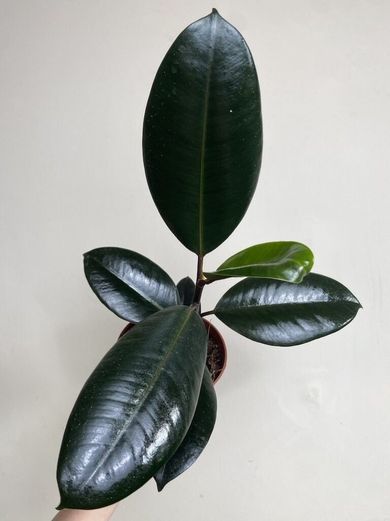 Ficus Robusta