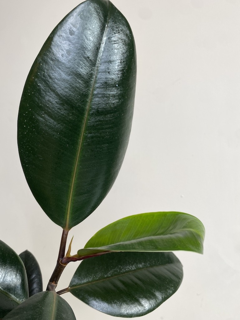 Ficus Robusta