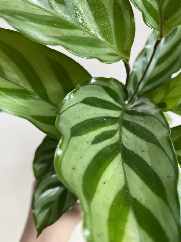 Calathea Freddie