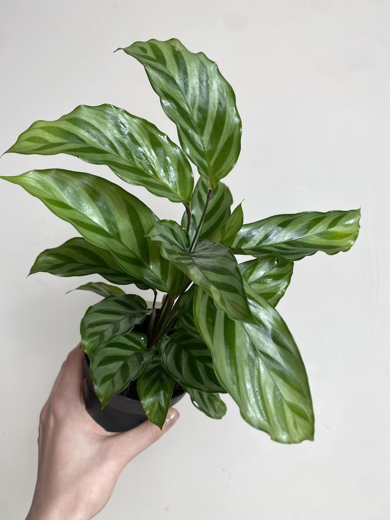 Calathea Freddie