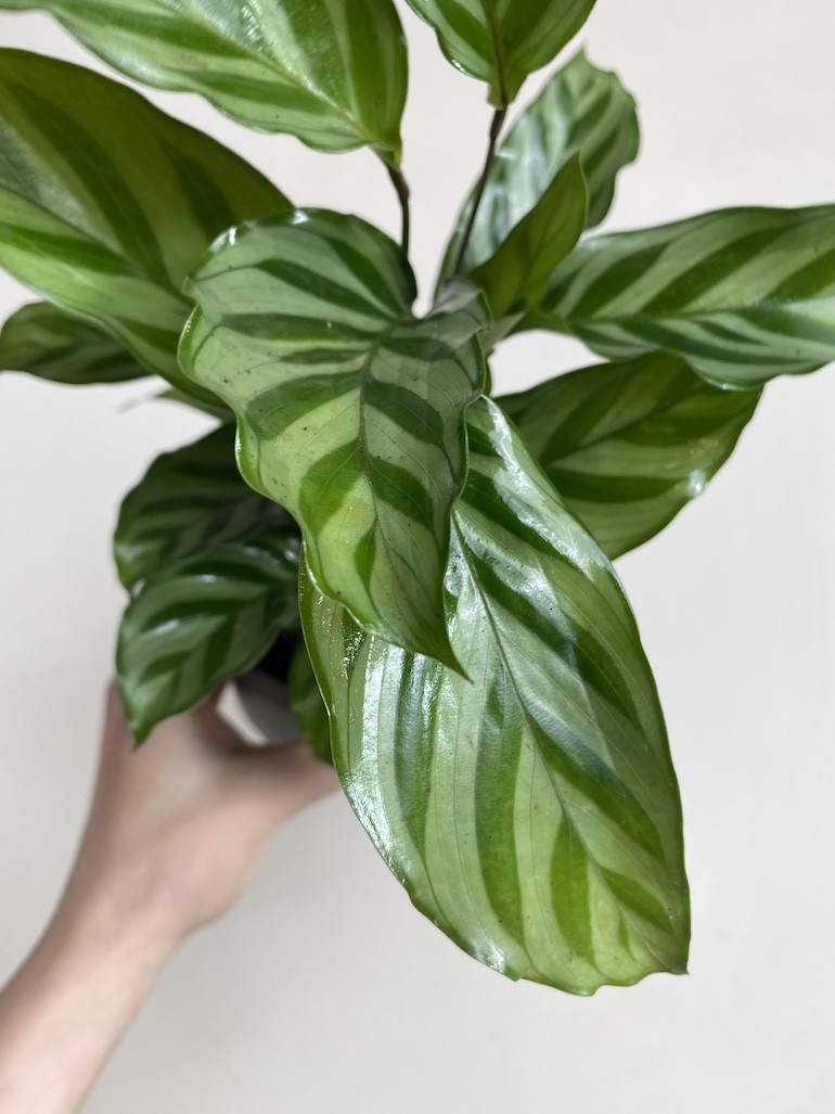 Calathea Freddie