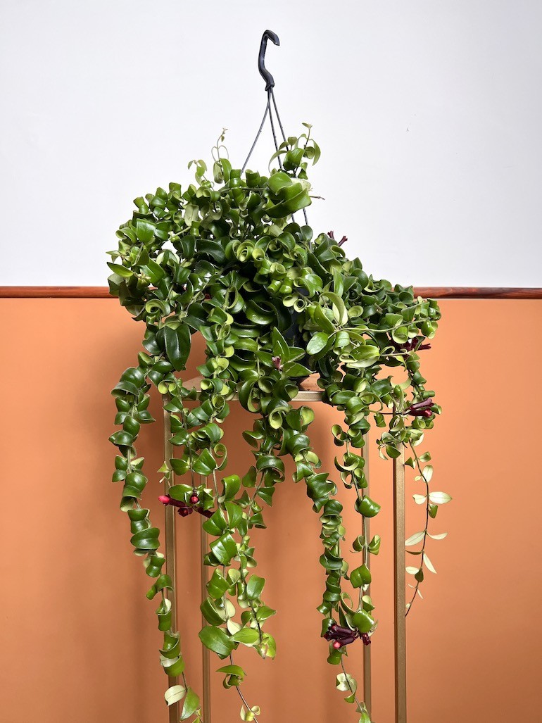 Aeschynanthus Rasta