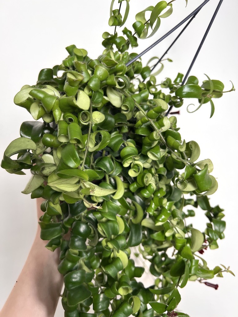 Aeschynanthus Rasta
