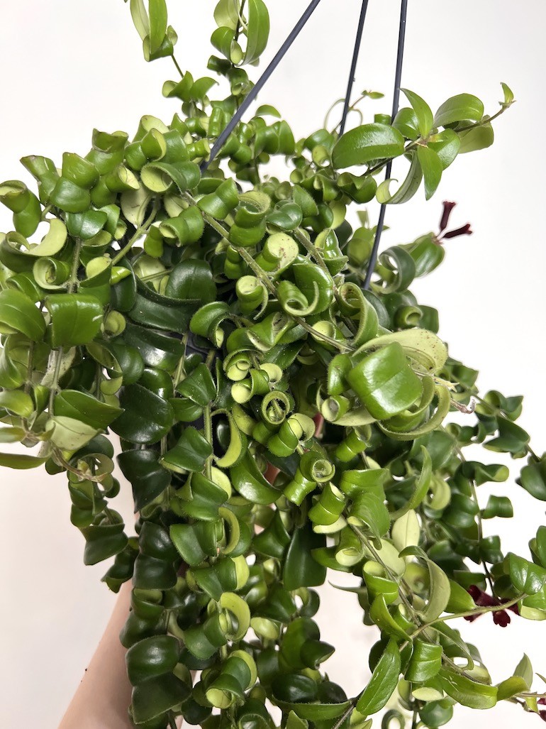 Aeschynanthus Rasta