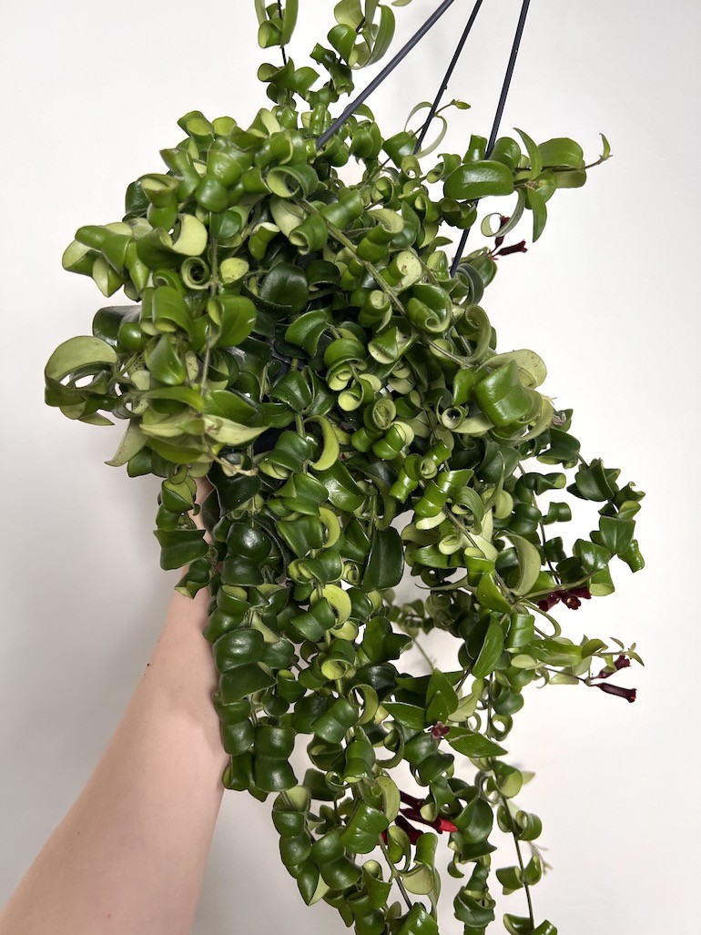 Aeschynanthus Rasta