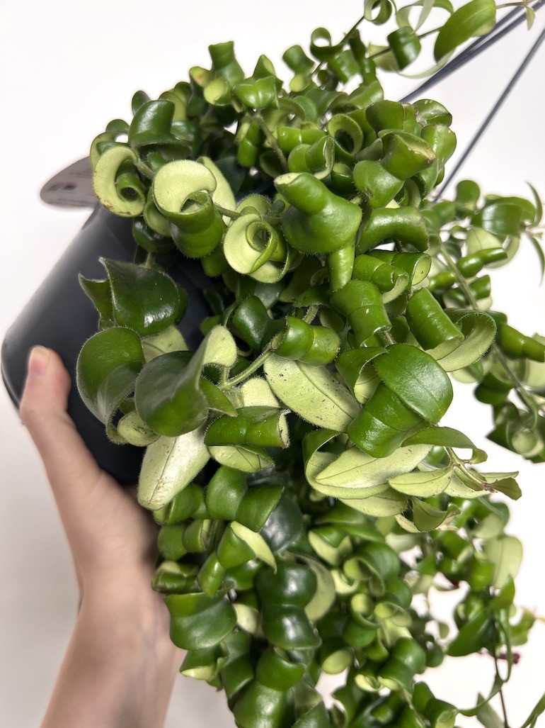 Aeschynanthus Rasta