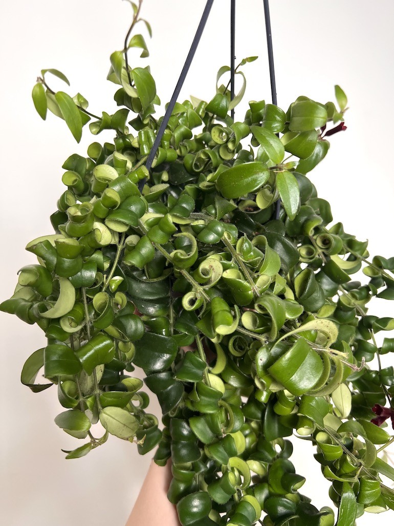 Aeschynanthus Rasta