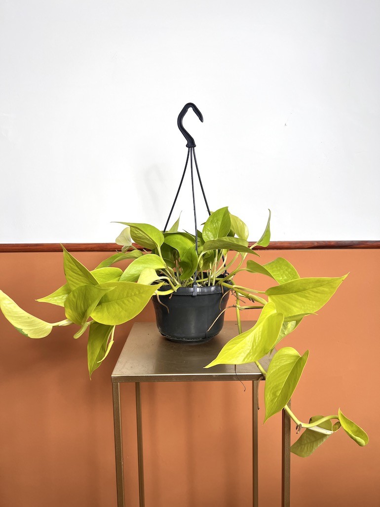 Epipremnum Golden Pothos