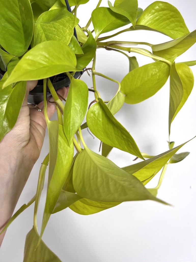 Epipremnum Golden Pothos