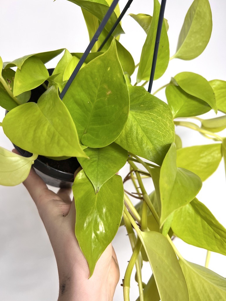 Epipremnum Golden Pothos
