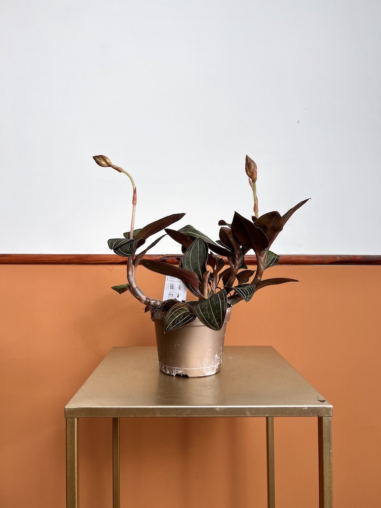 Ludisia discolor |Storczyk Kolekconerski