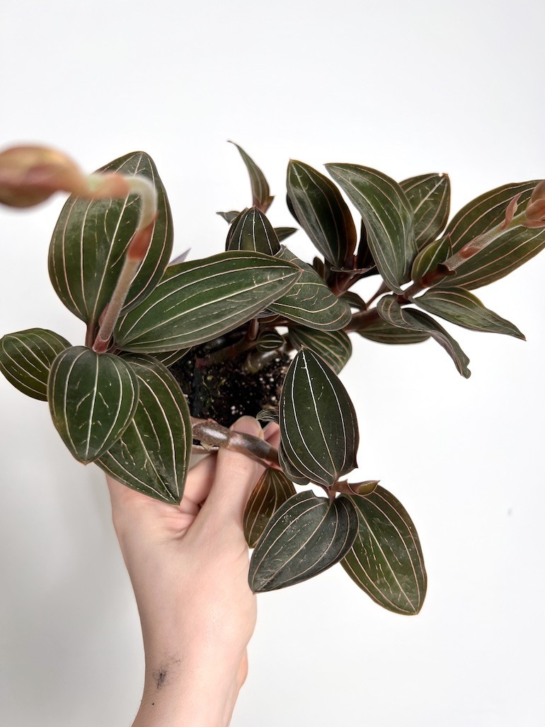 Ludisia discolor |Storczyk Kolekconerski