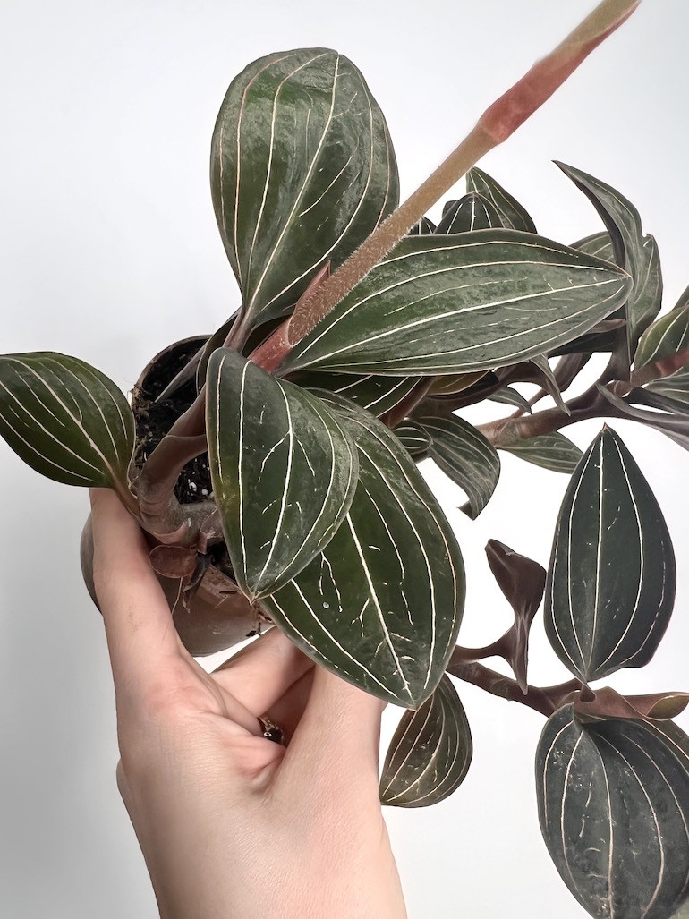 Ludisia discolor |Storczyk Kolekconerski