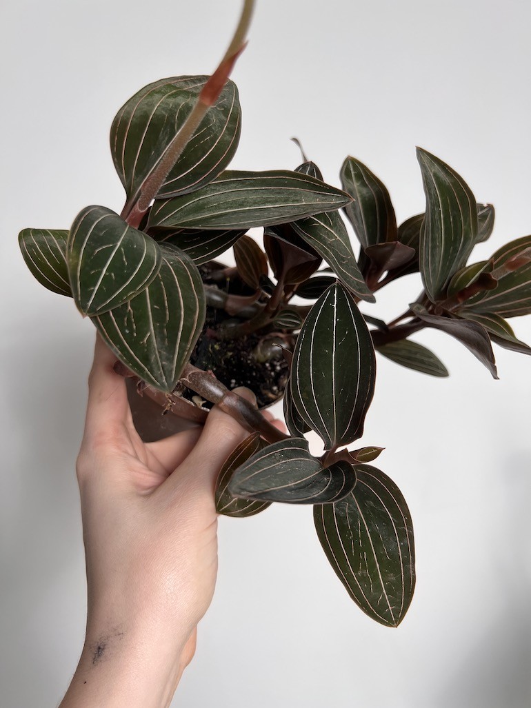 Ludisia discolor |Storczyk Kolekconerski