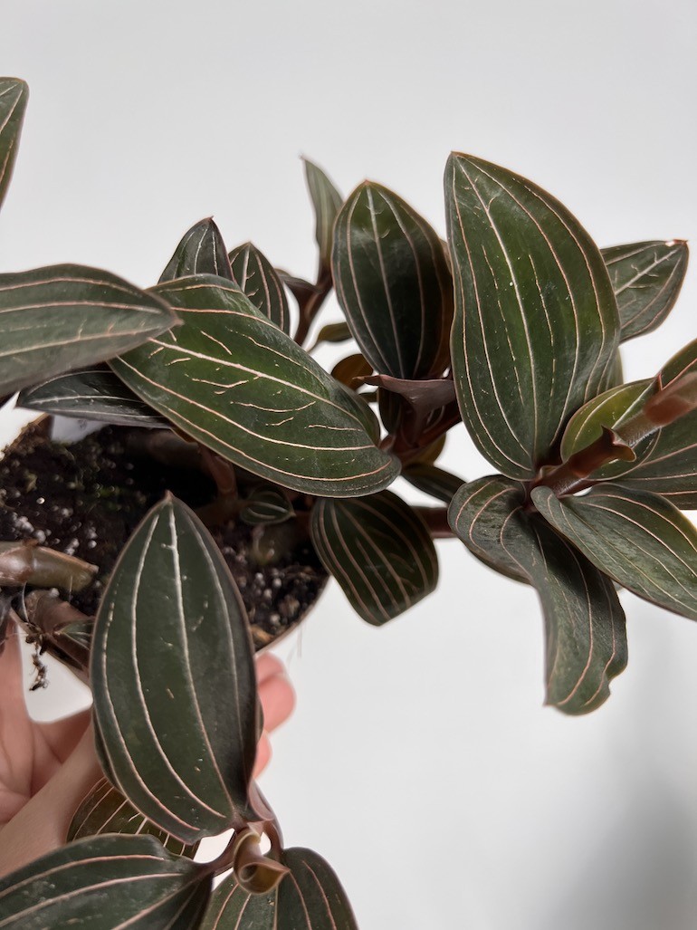 Ludisia discolor |Storczyk Kolekconerski