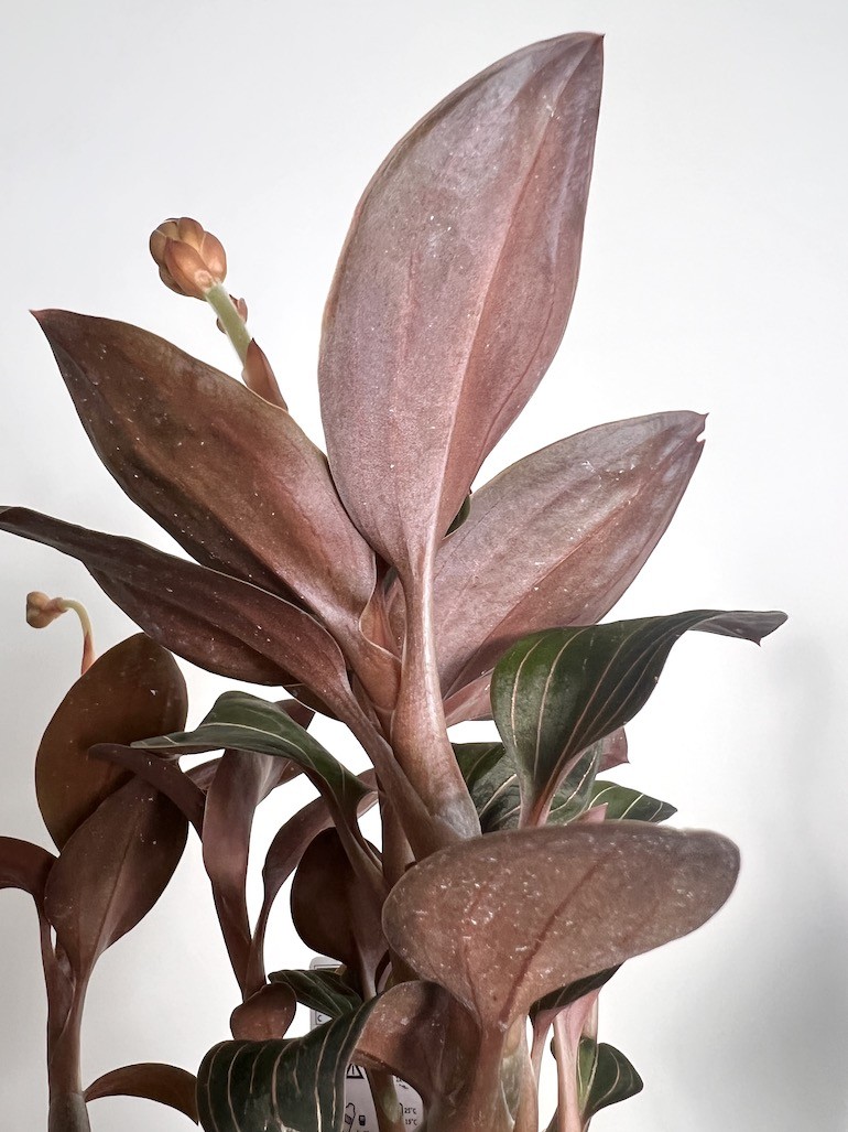 Ludisia discolor |Storczyk Kolekconerski