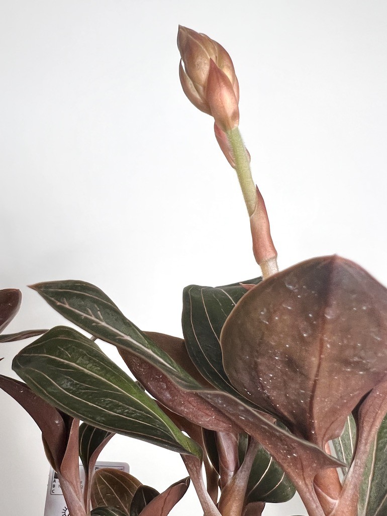 Ludisia discolor |Storczyk Kolekconerski