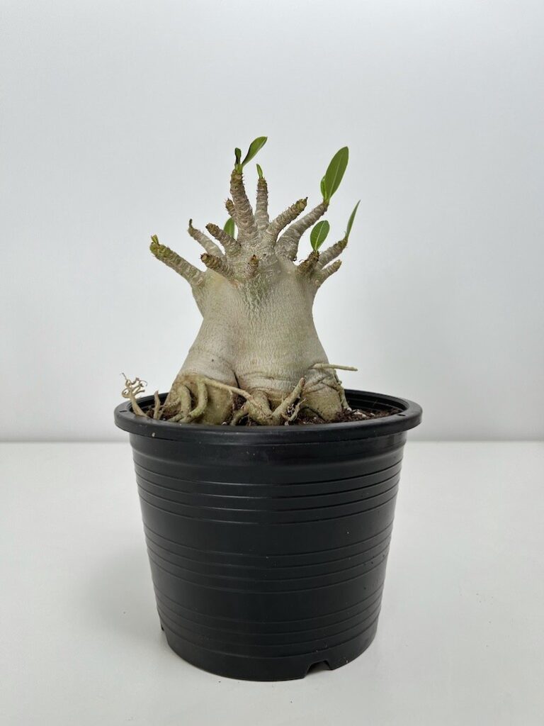 Adenium Ansu Baobab Róża Pustyni
