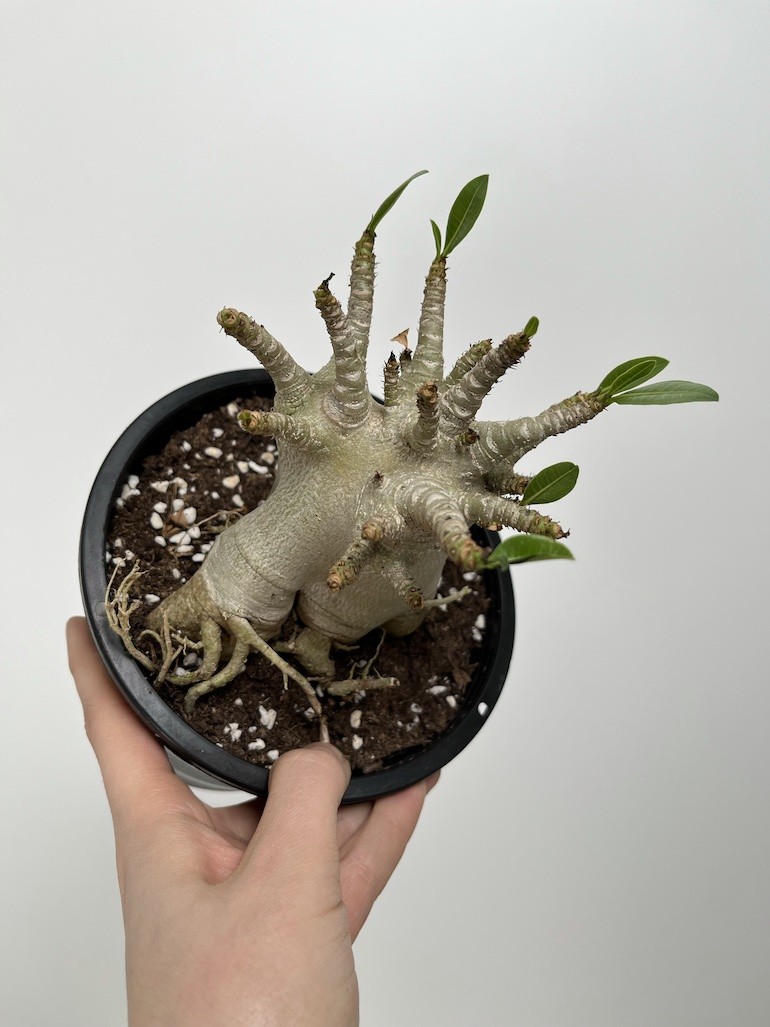 Adenium Ansu Baobab