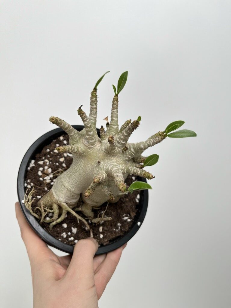 Róża Pustyni Adenium Ansu Baobab